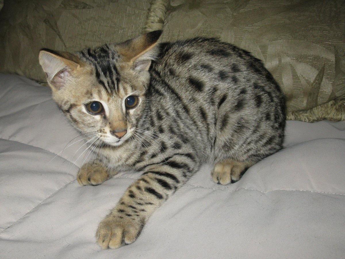 Бенгальский котенок Клайд