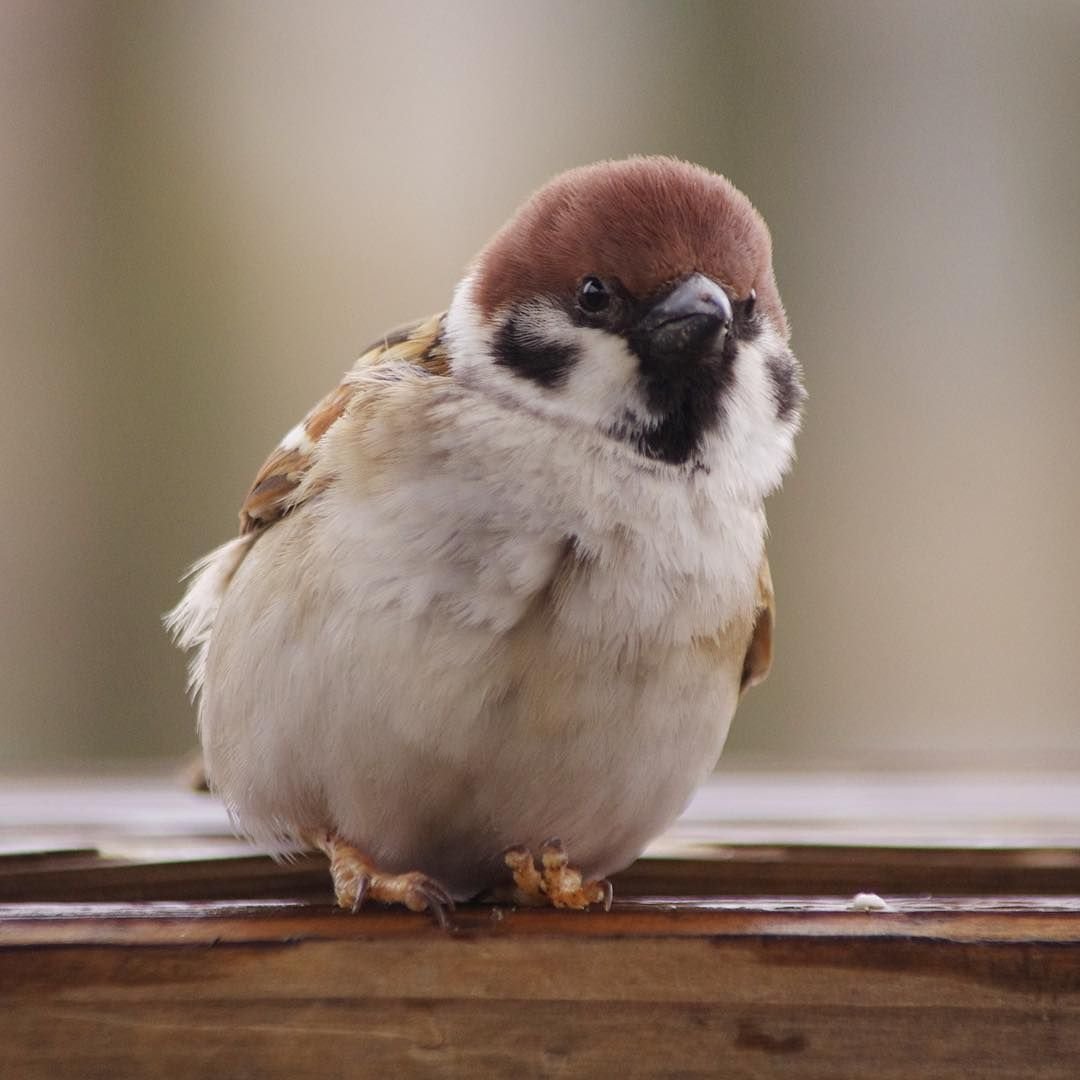 Болотный Воробей фото