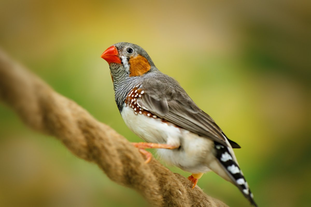 Воробей лежит