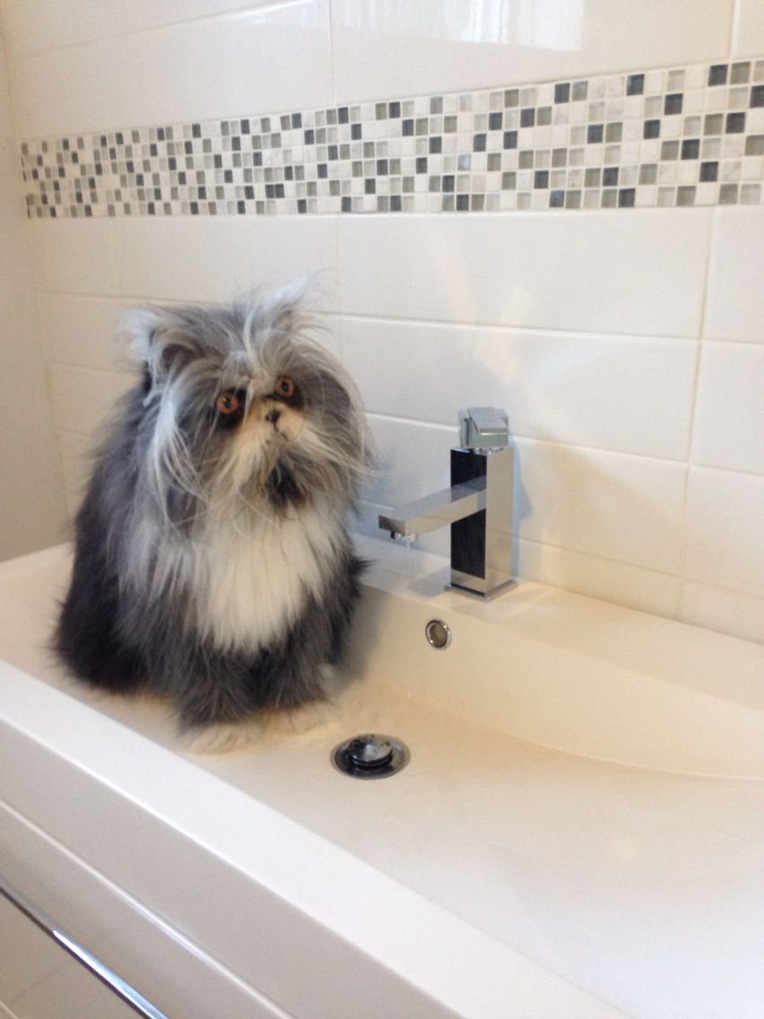 Атчум персидский кот