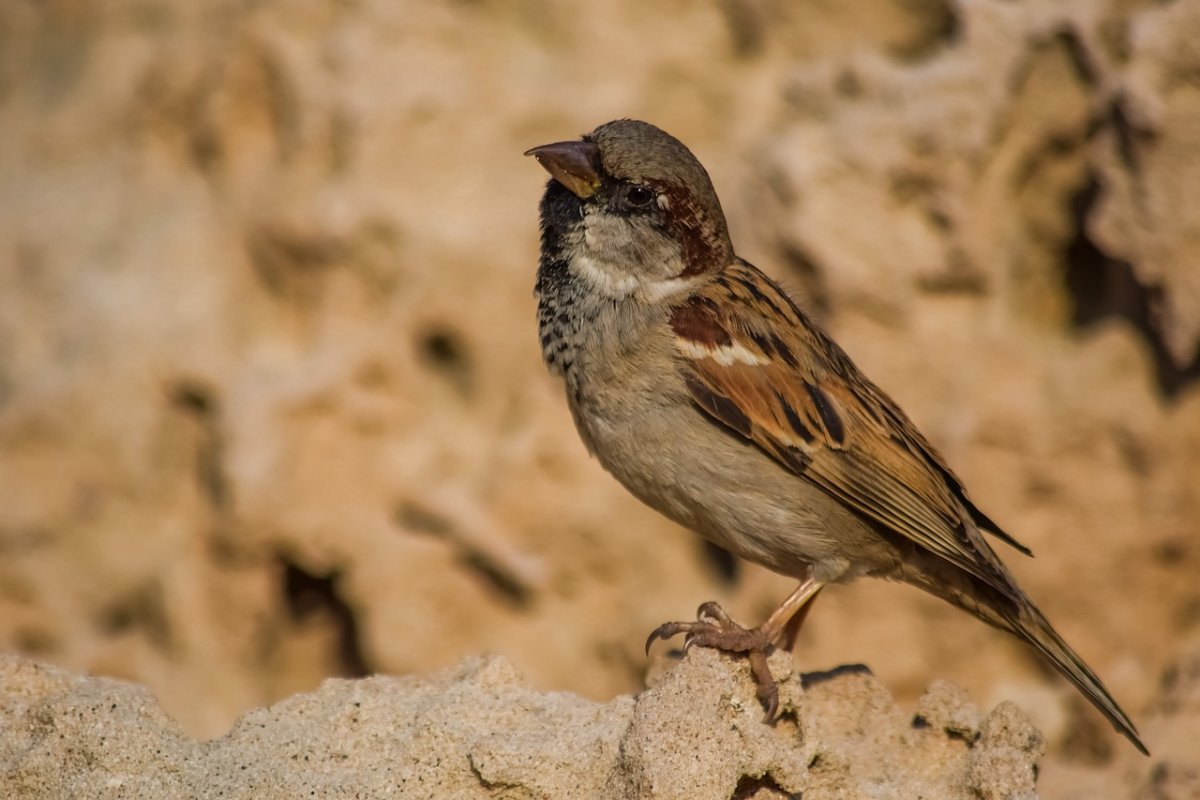 Балуется травкой