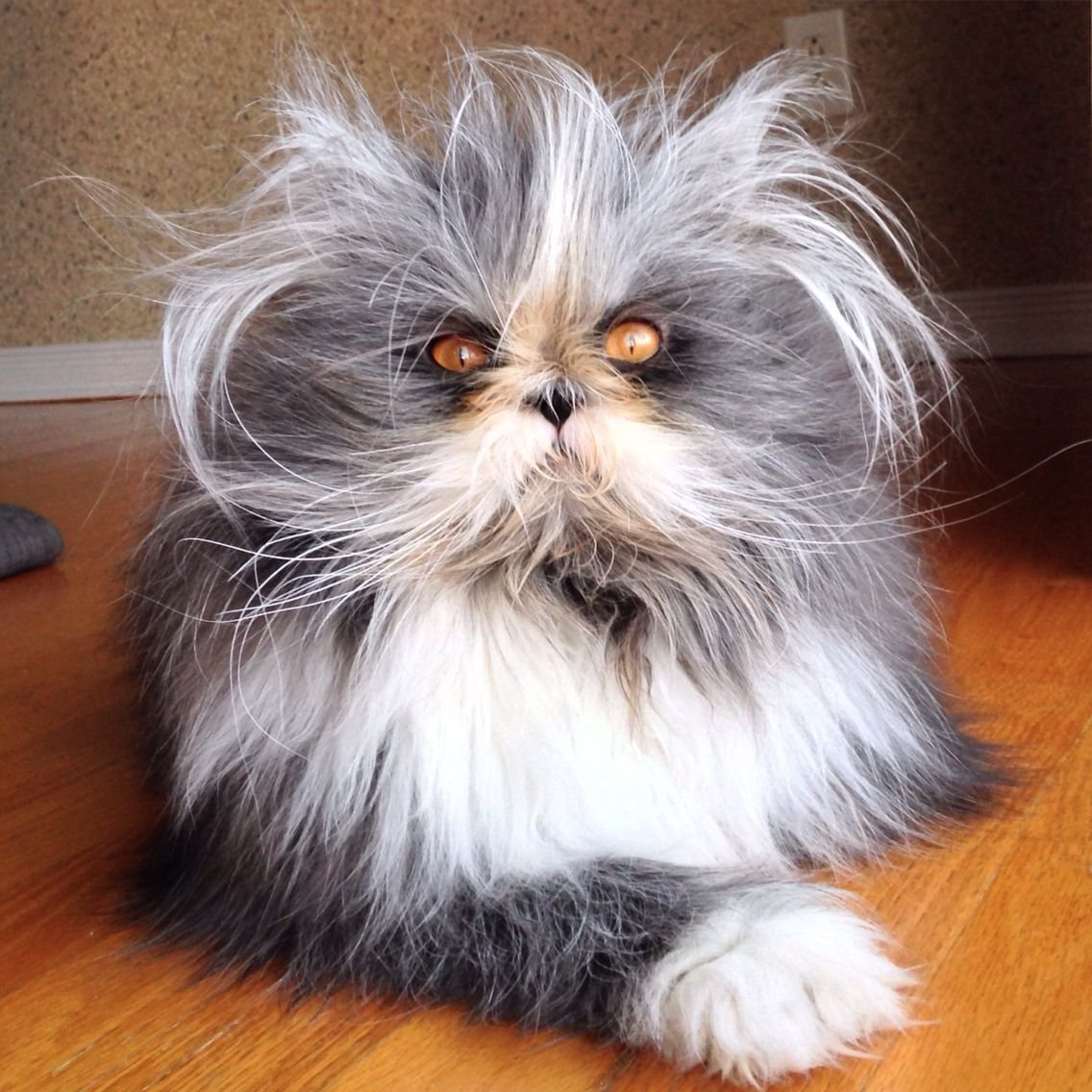 Атчум персидский кот