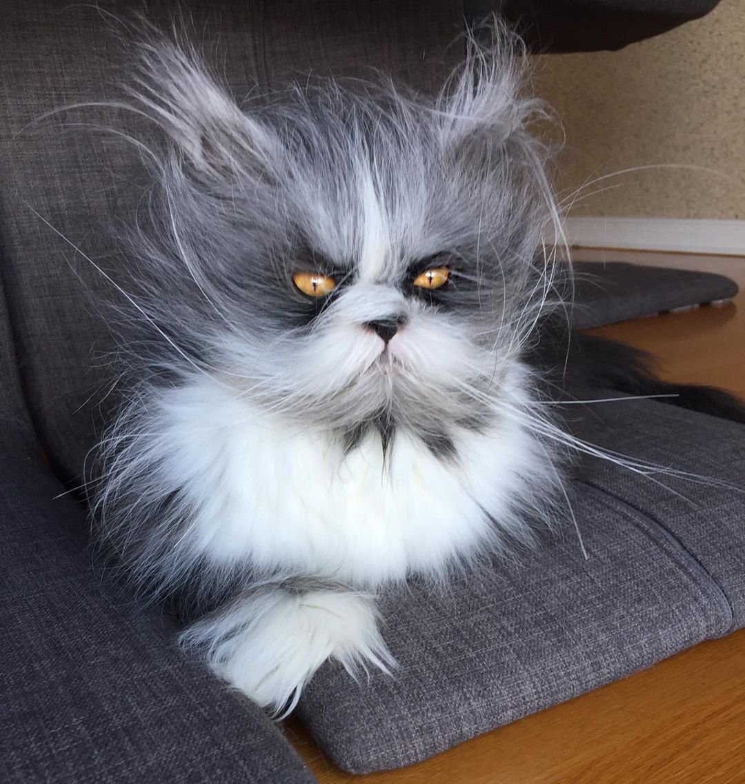 Кот в очках