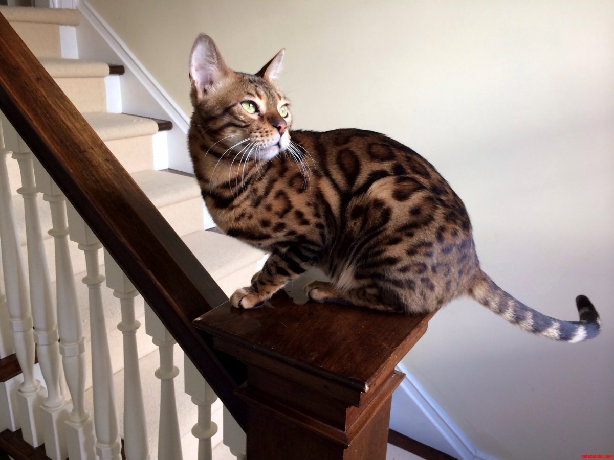 Бенгальская кошка табби