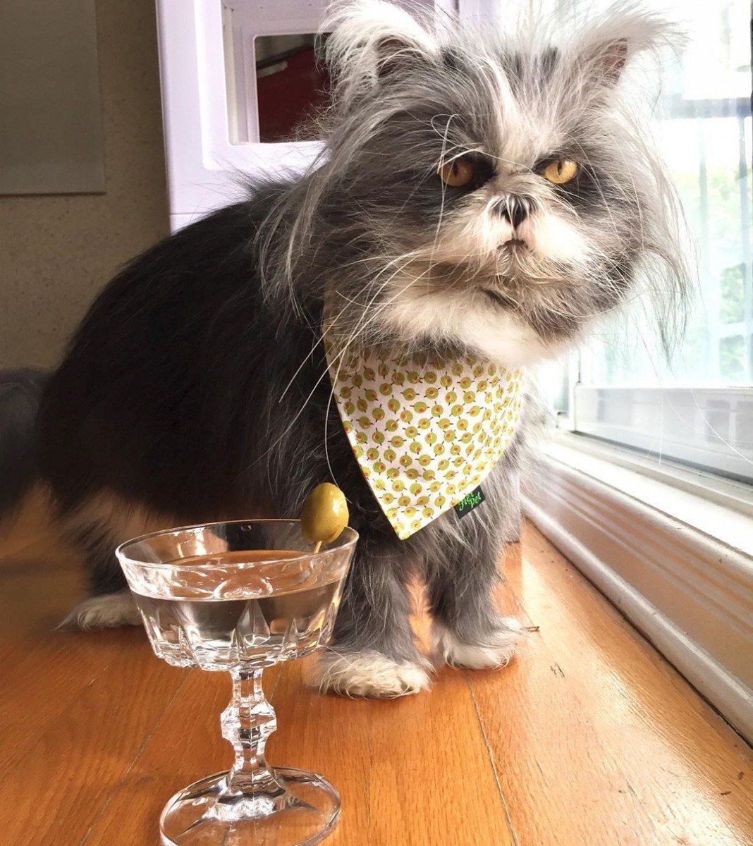 Лохматый кот Чихун