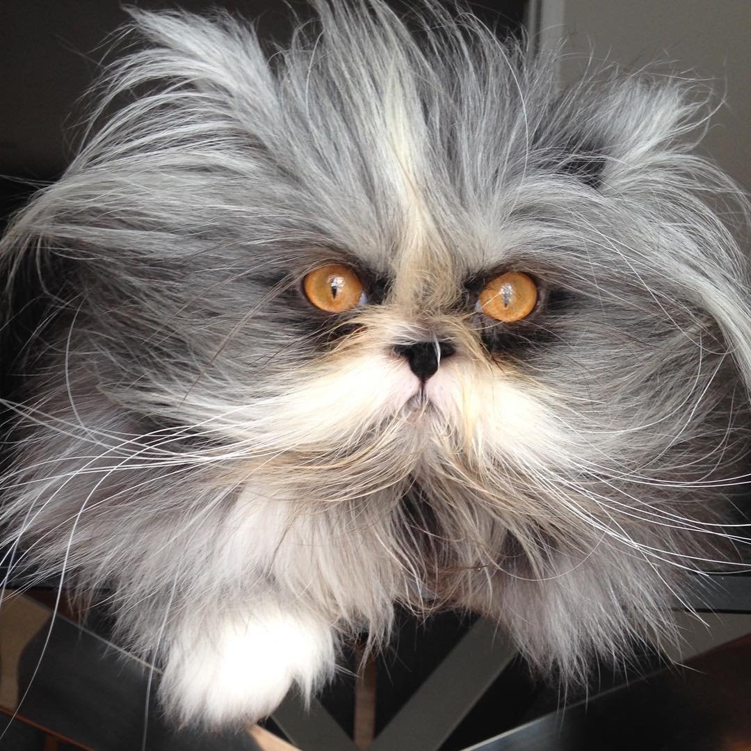 Атчум персидский