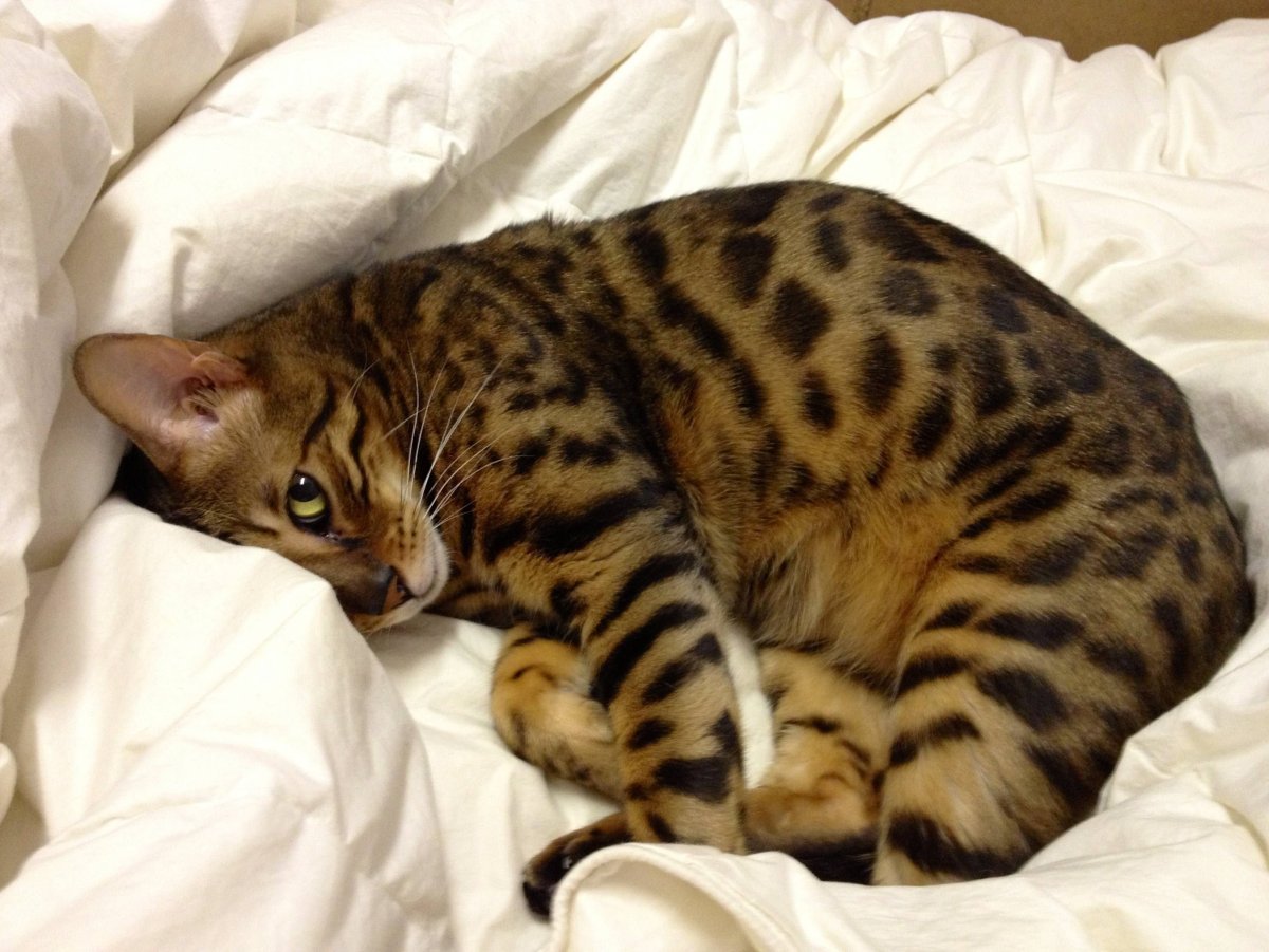 Тайская и Бенгальская смесь