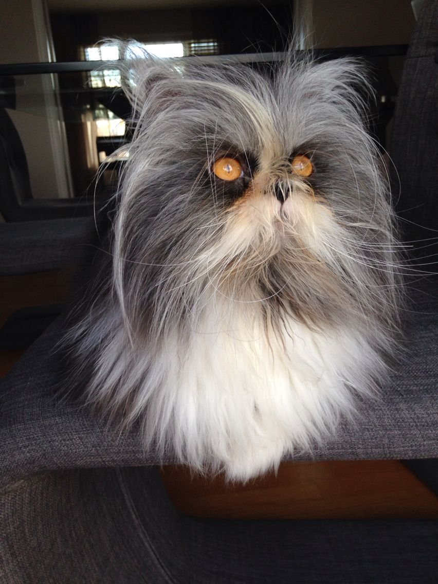 Канадский кот Атчум