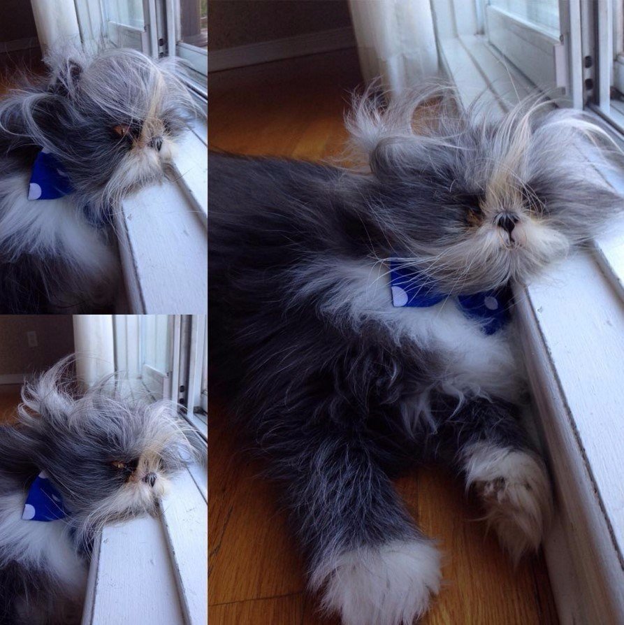 Атчум персидский кот