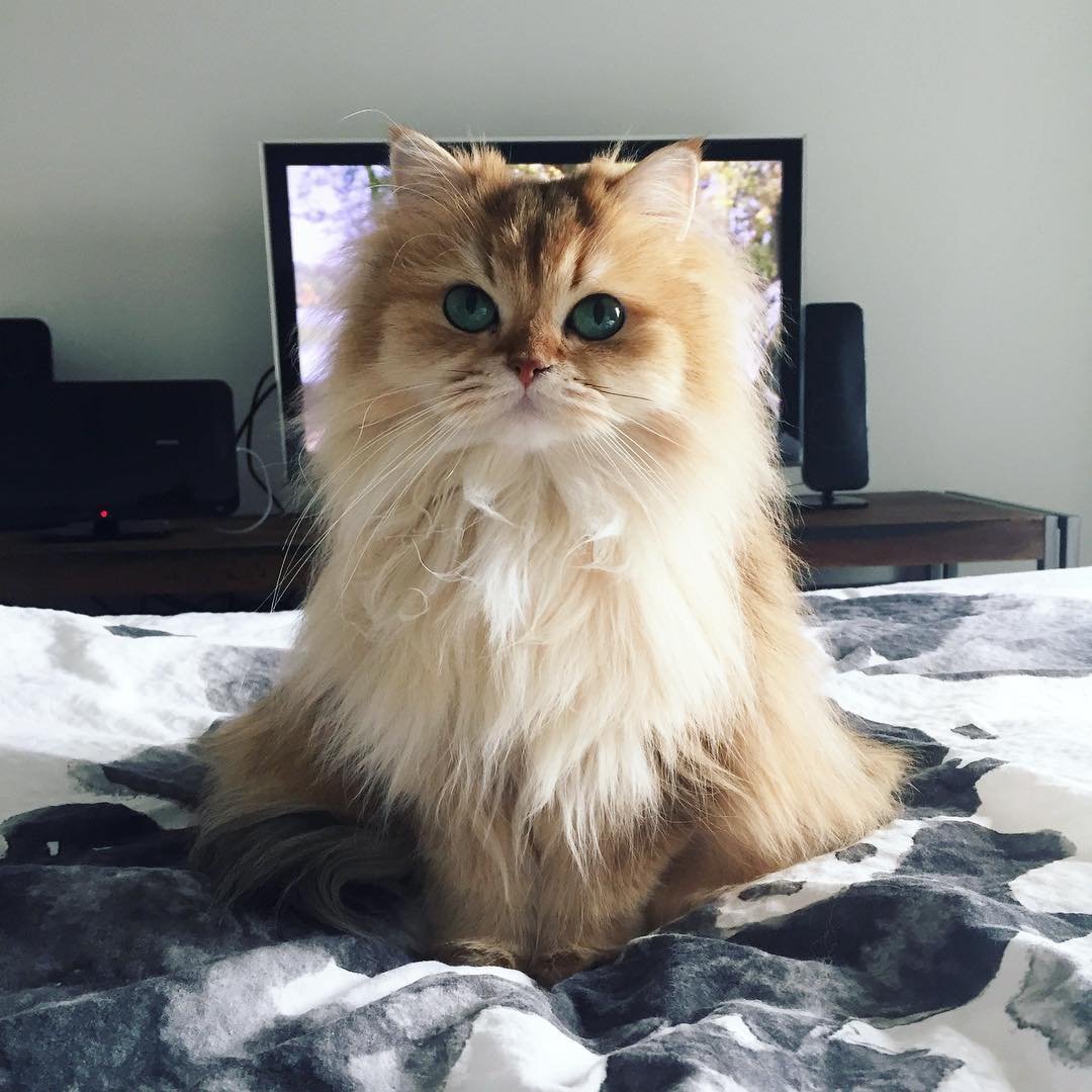 Gif Ёжкины коты Атчум