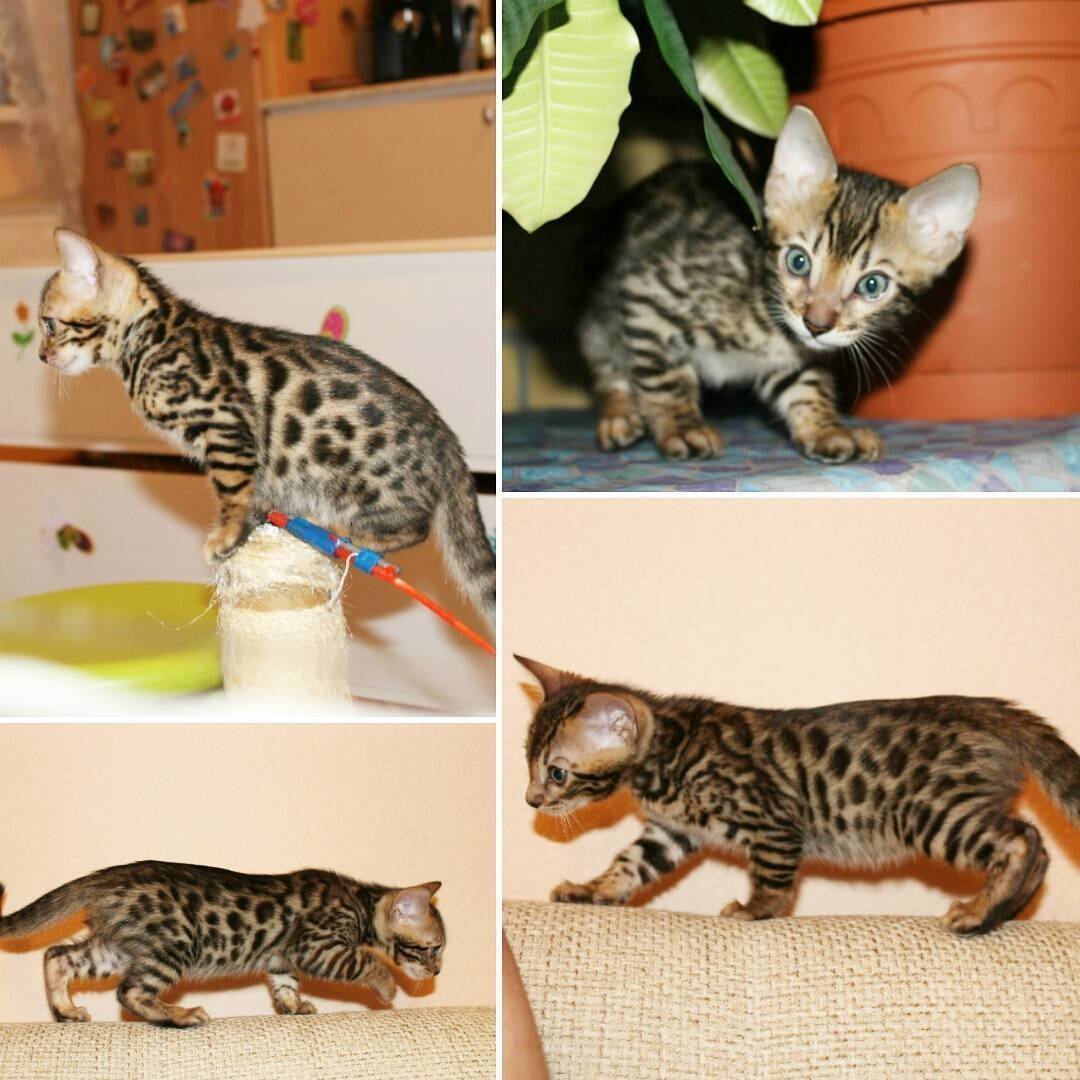 Бенгальский кот метис