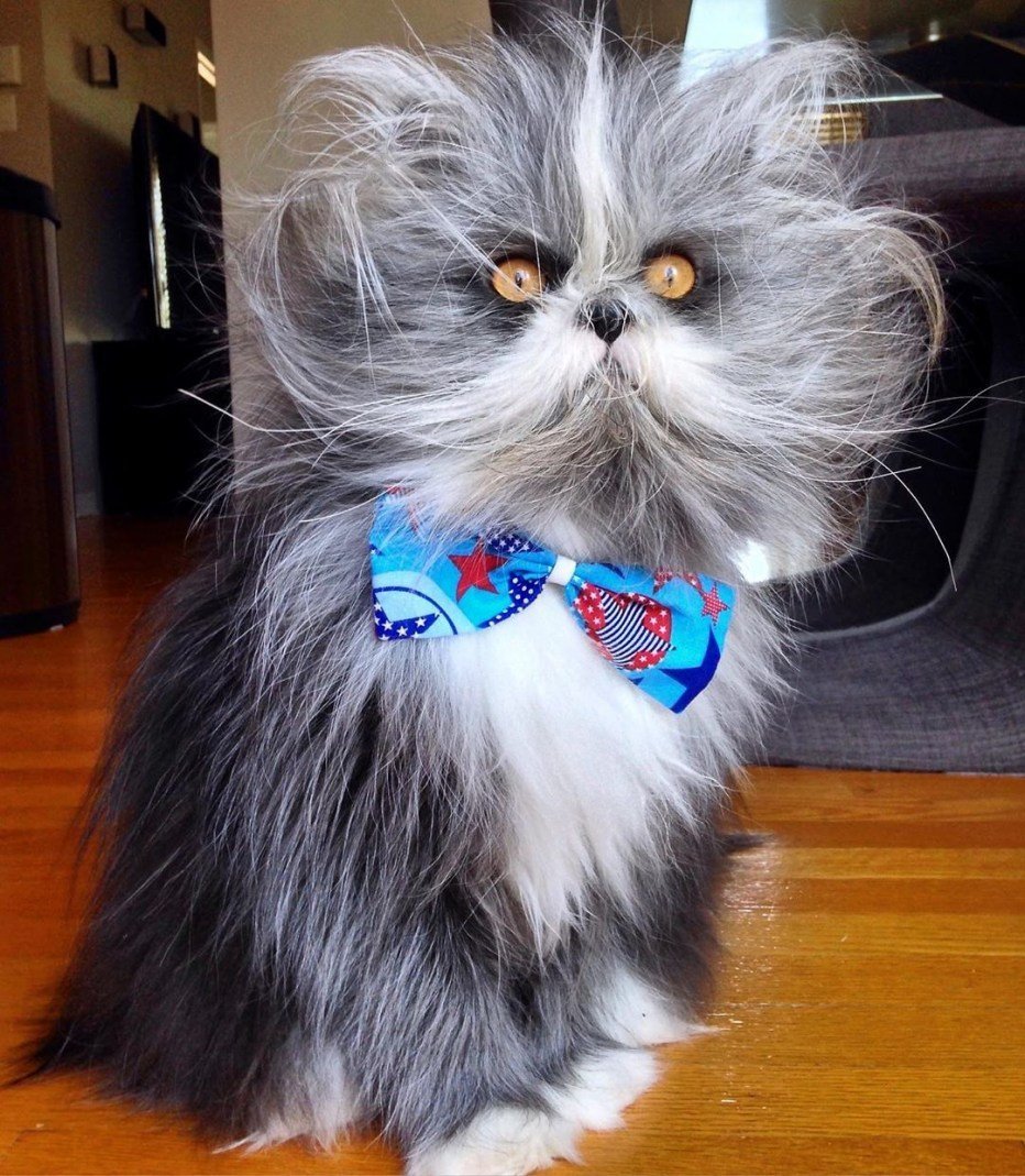 Купить кошку Atchoum в России