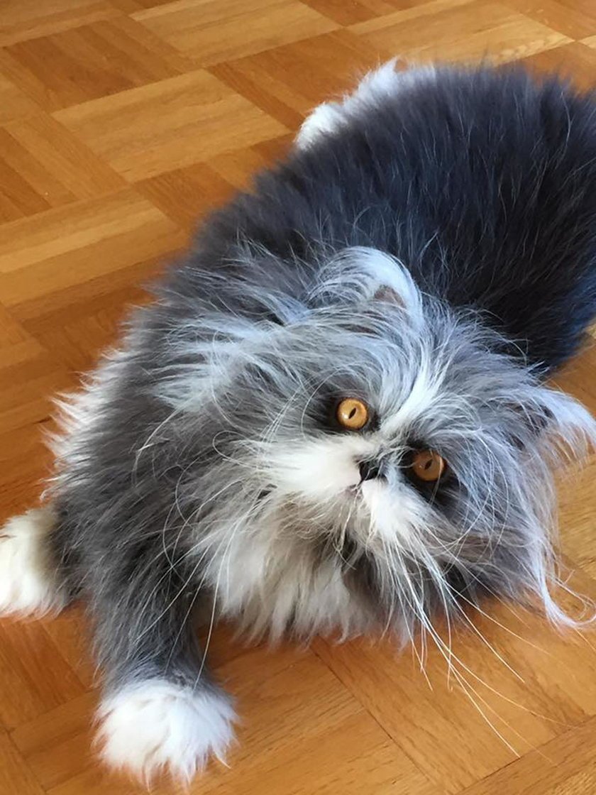 Кота пора нести в Церковь