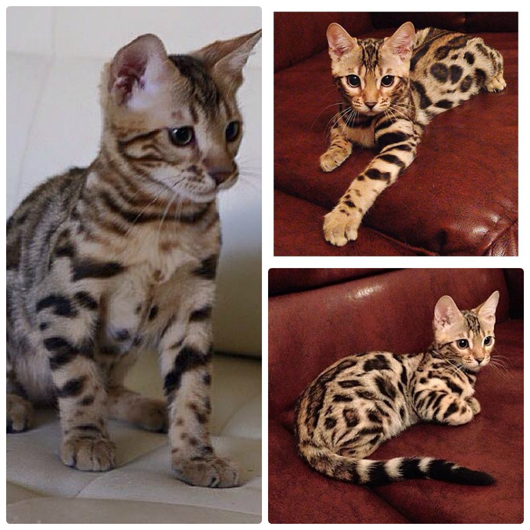 Бенгальский кот помесь
