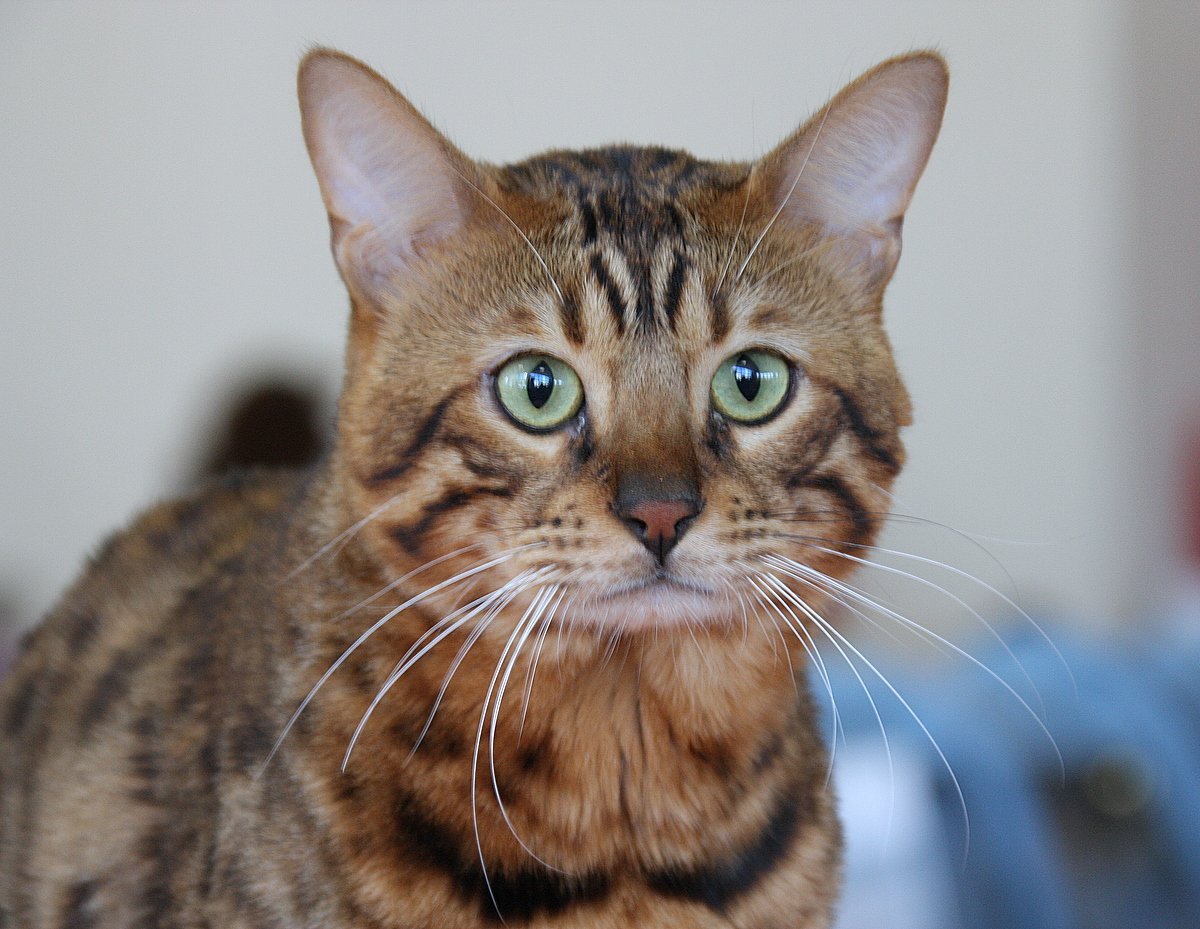 Бенгальские котята маленькие