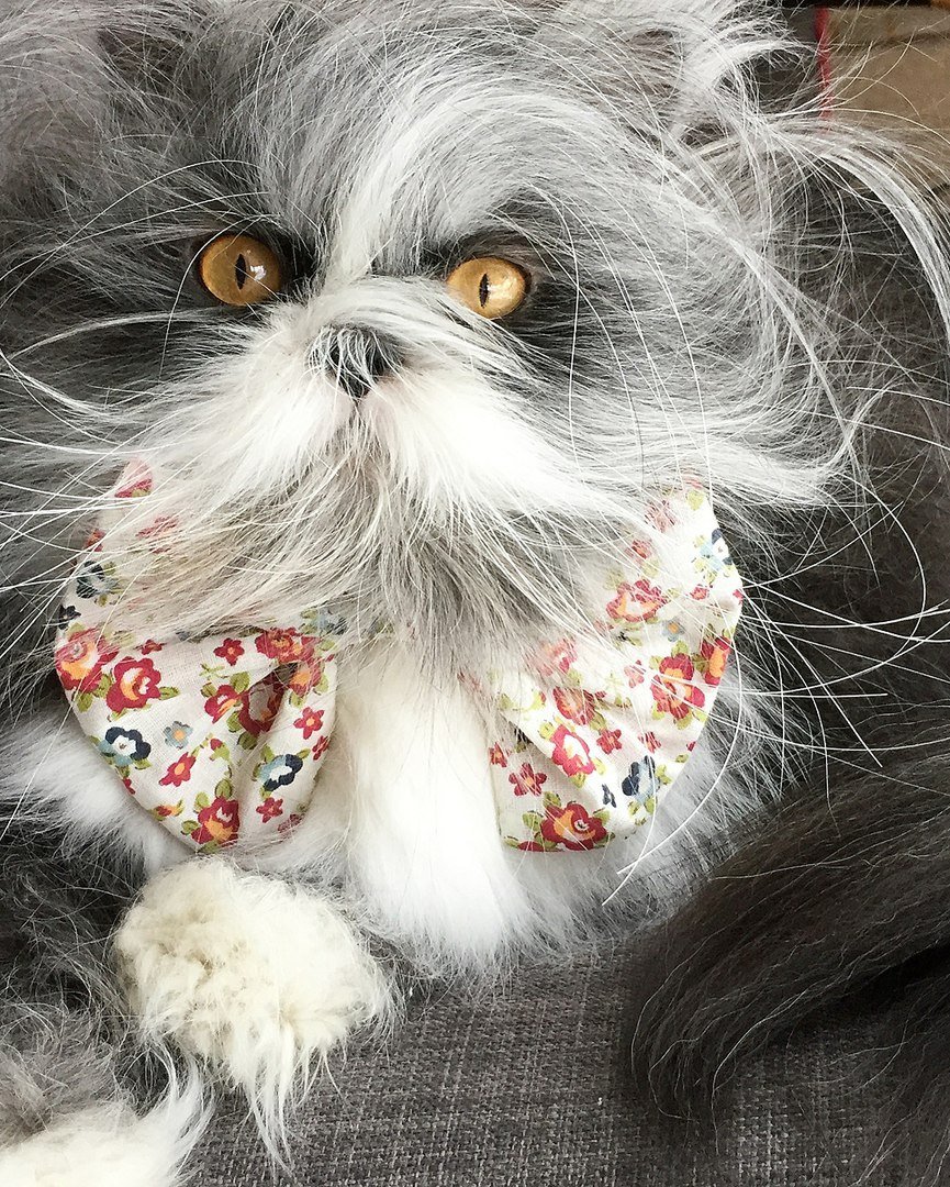 Известный кот инстаграма