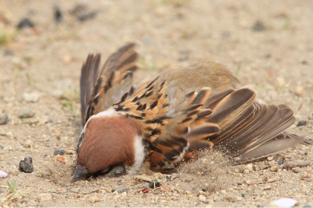 Воробьи в Австралии