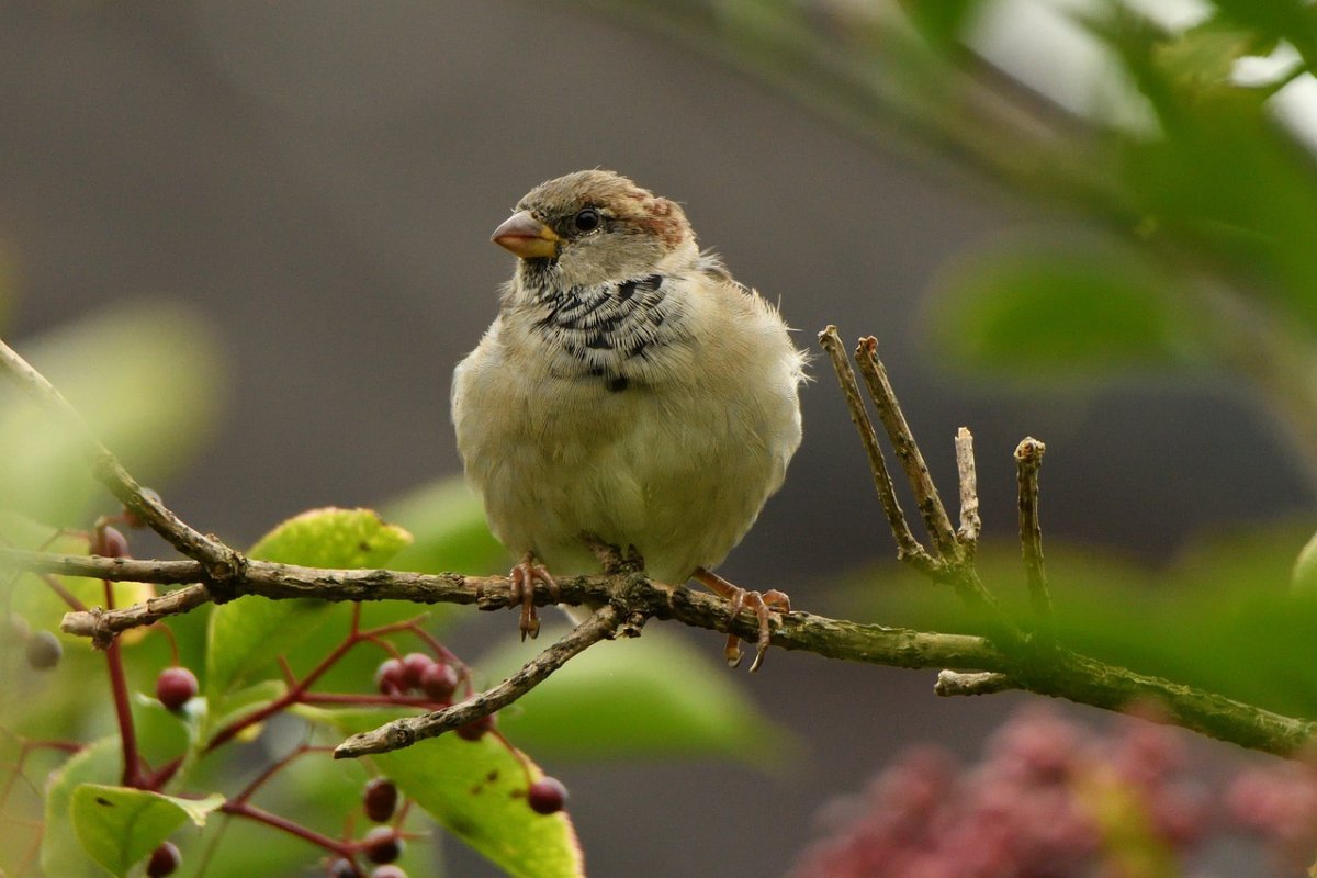 Зоопарк Кукабарра