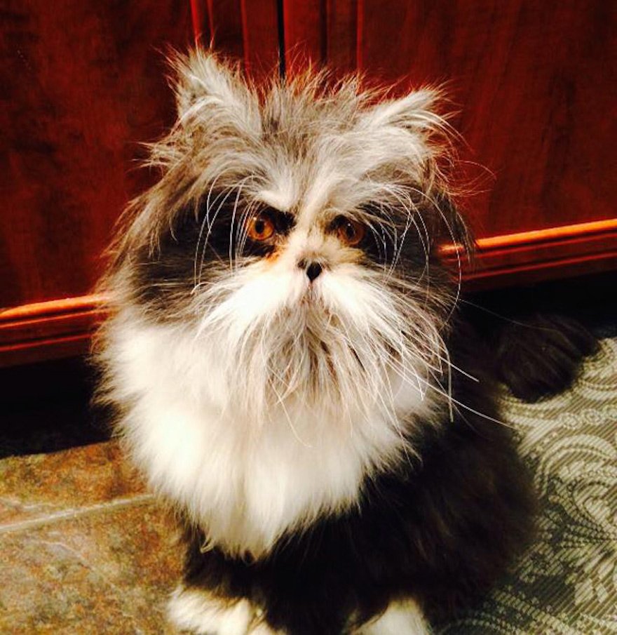 Атчум персидский кот