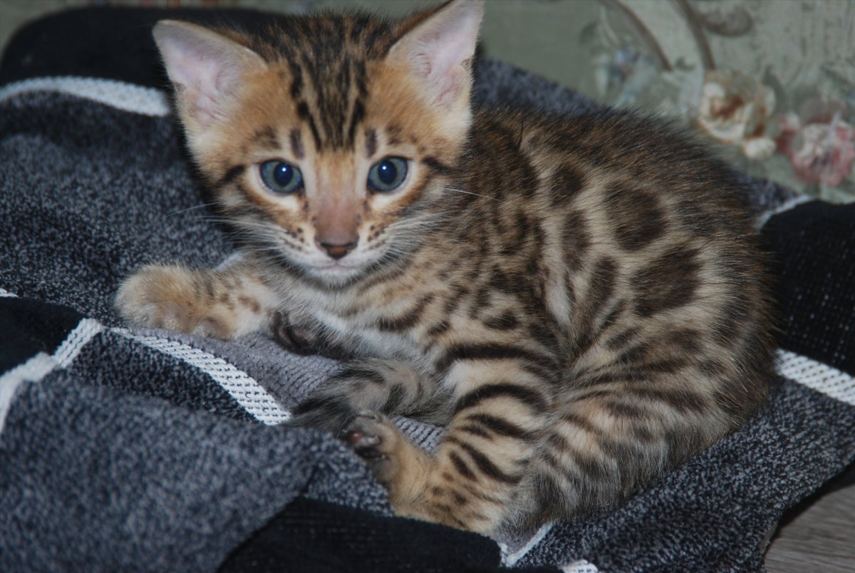 Бенгальская кошка