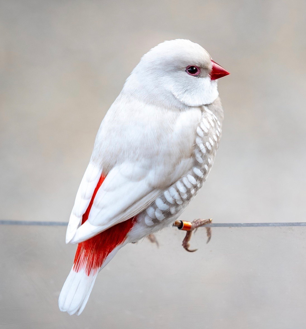 Воробей с открытым клювом