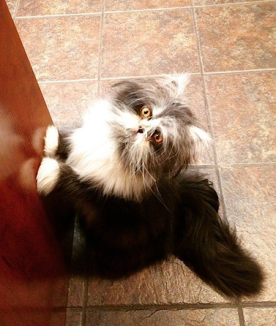 Кот похожий на сумасшедшего ученого