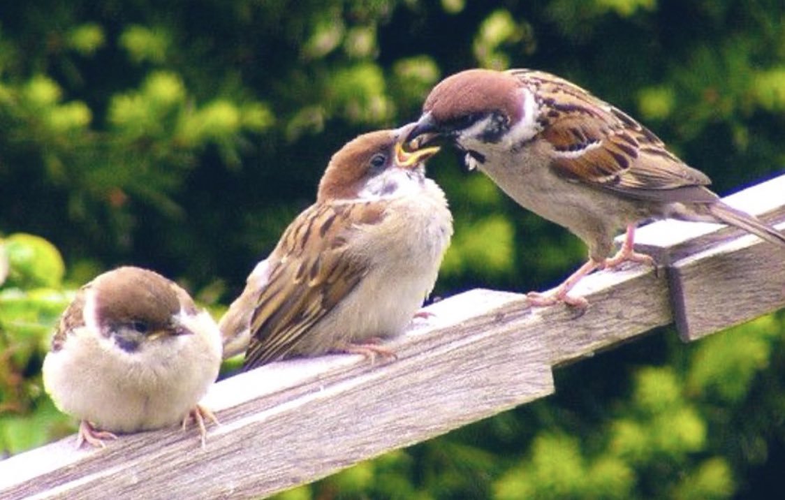 Как видят мир воробьи