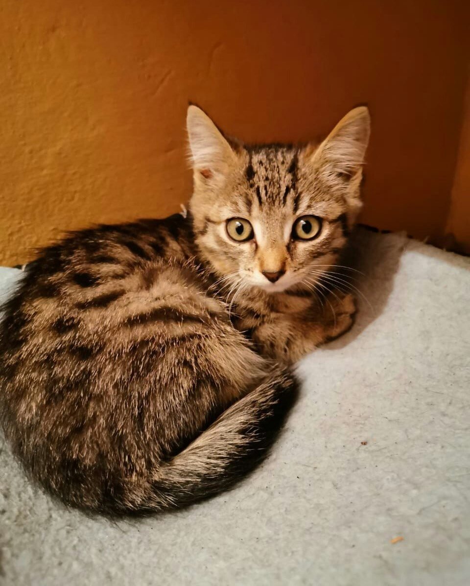 Серенгети кошка и Бенгальская