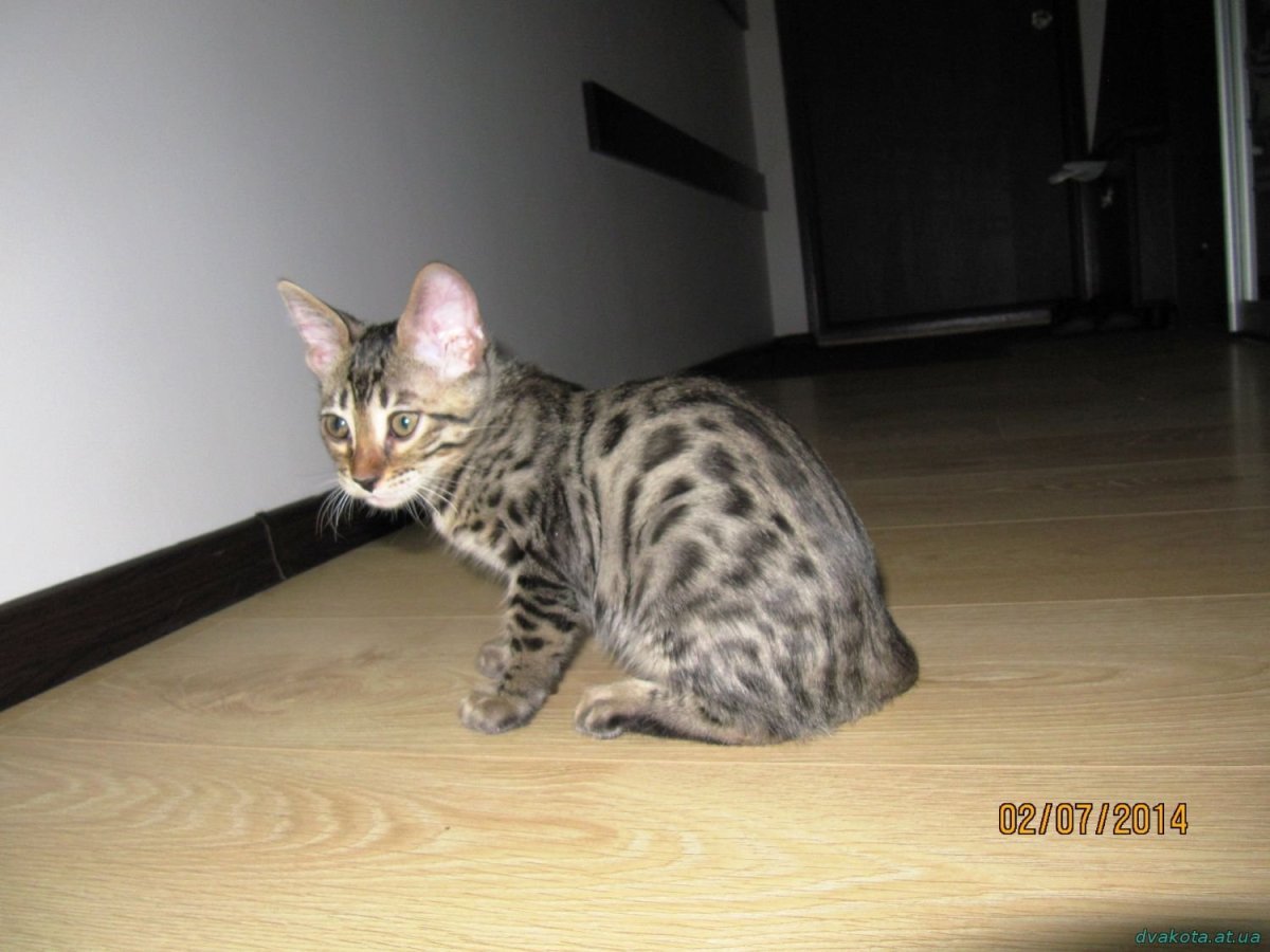 Тойгер серый