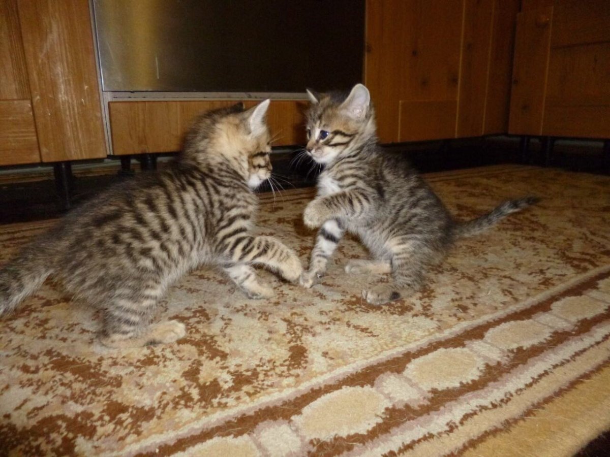 Бенгальский кот метис