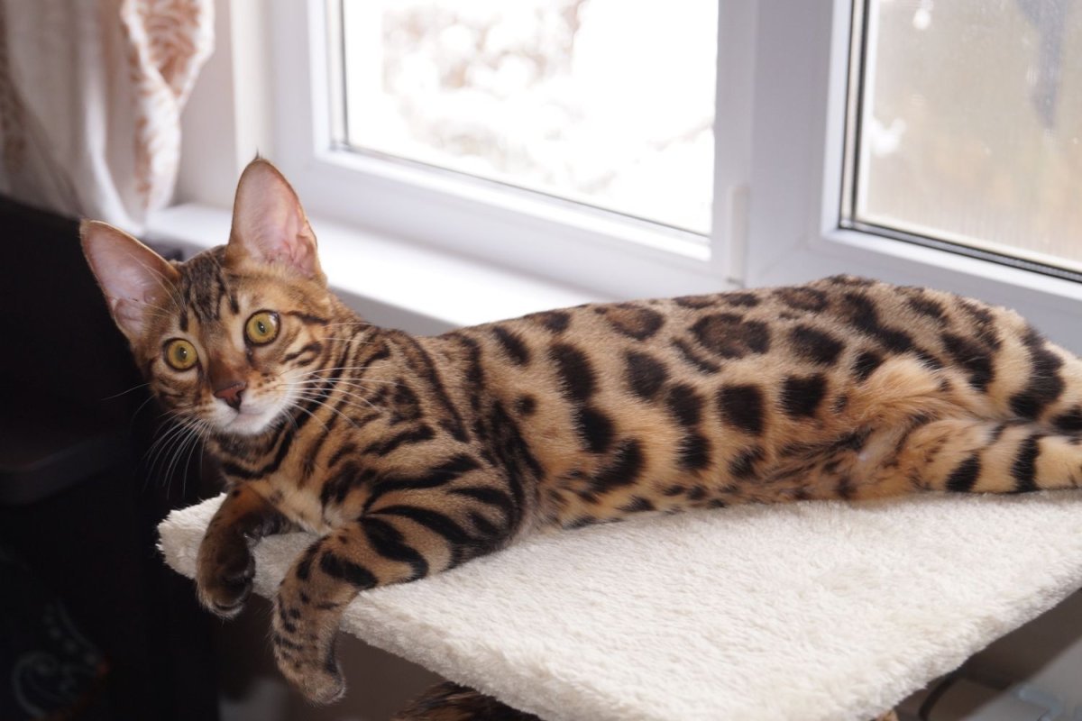 Тойгер и бенгал