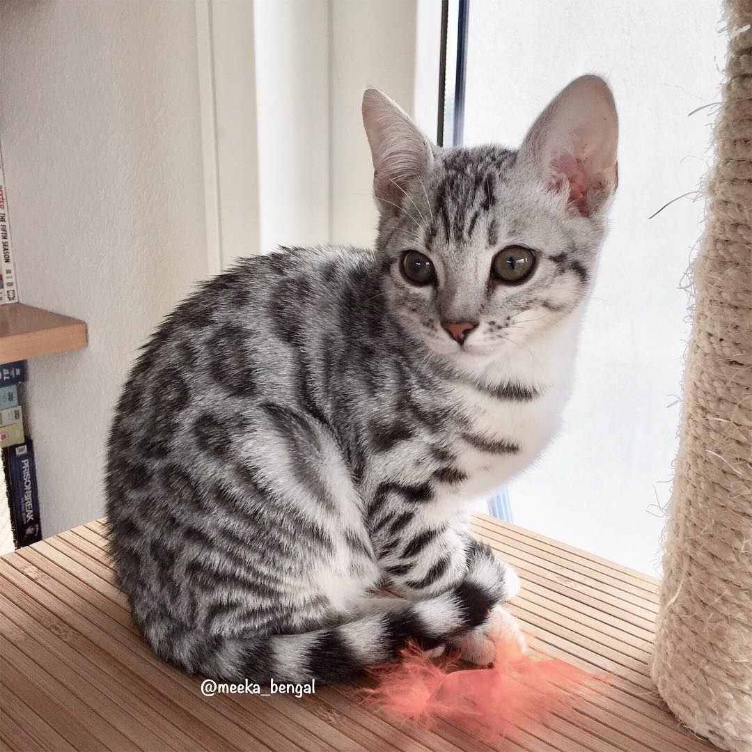 Бенгальская кошка