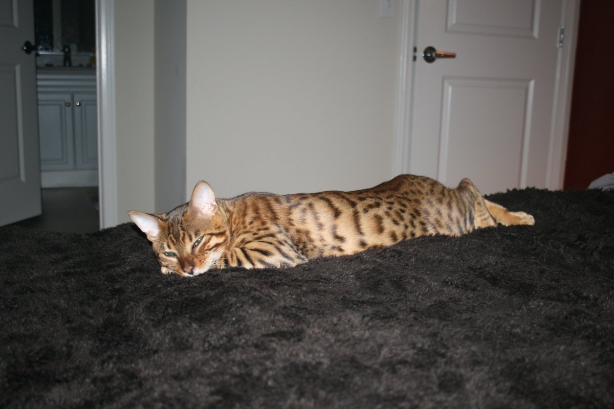 Бенгальская кошка смесь