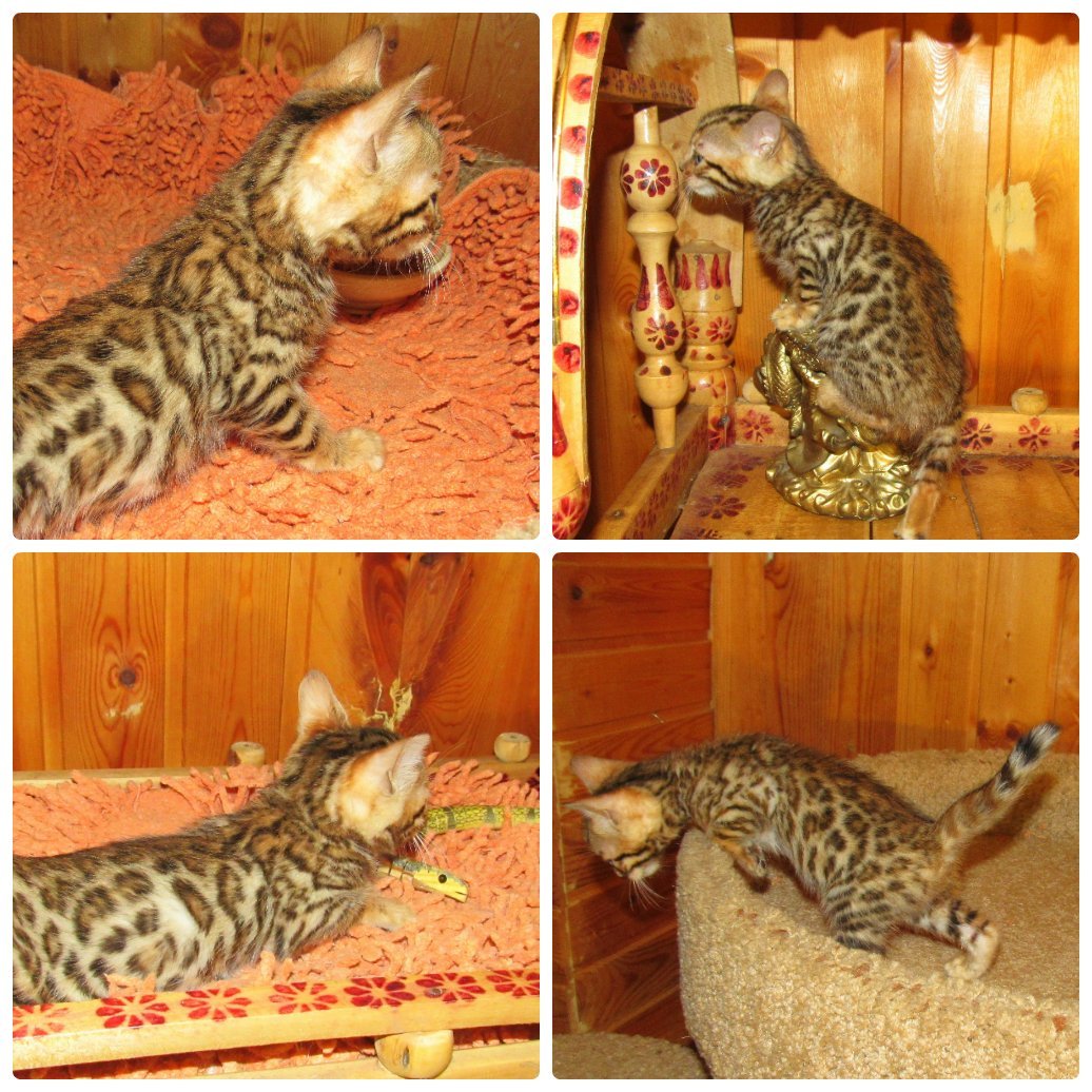 Бенгальский кот метис полосатый