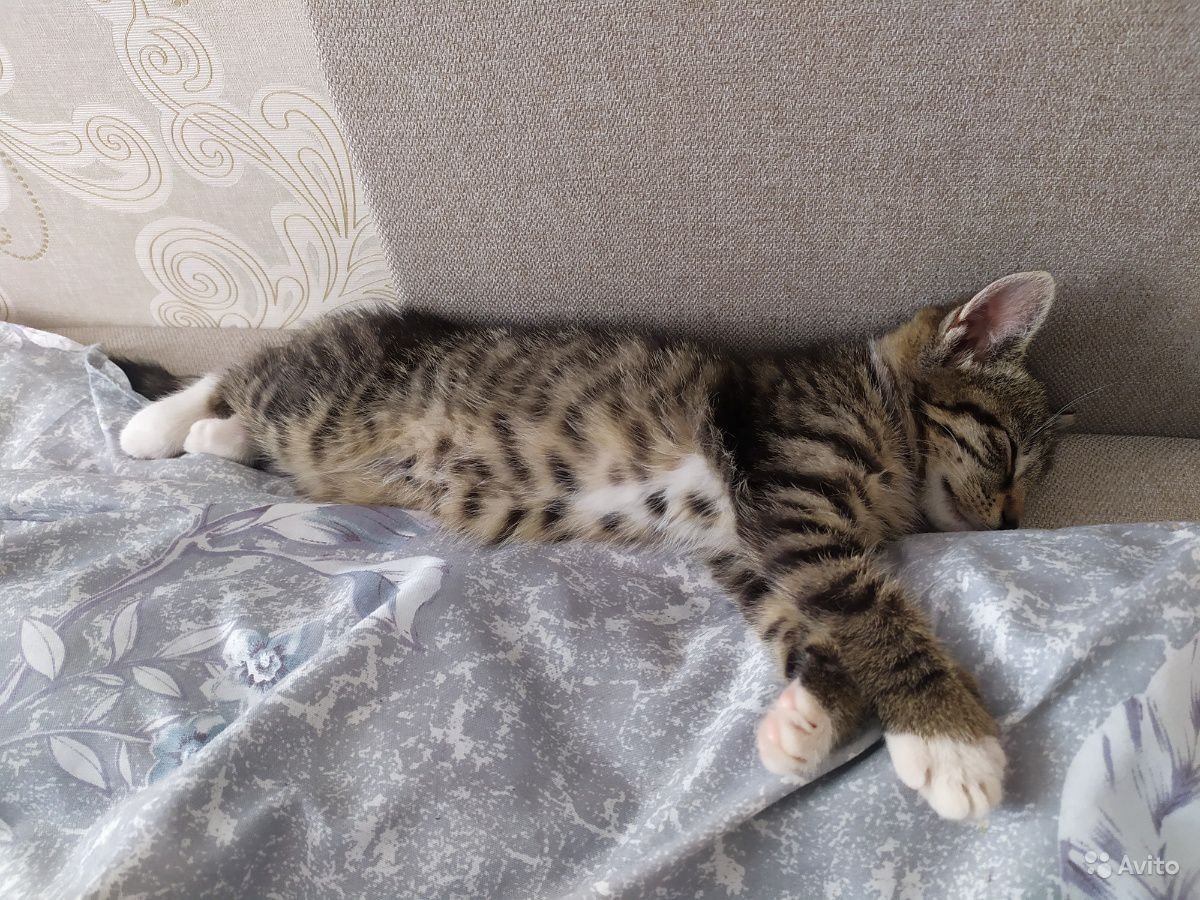 Бенгальский кот