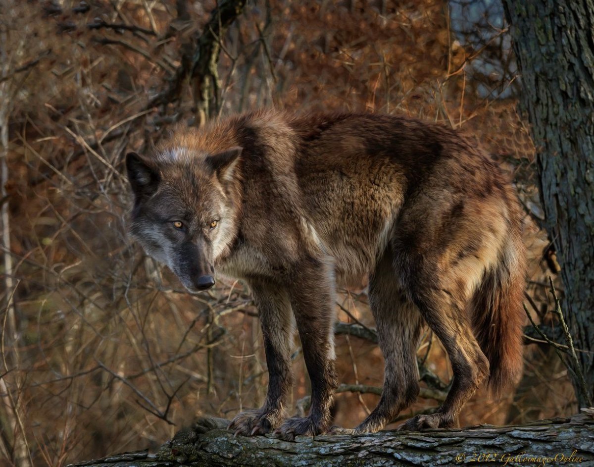 Коричневый волк