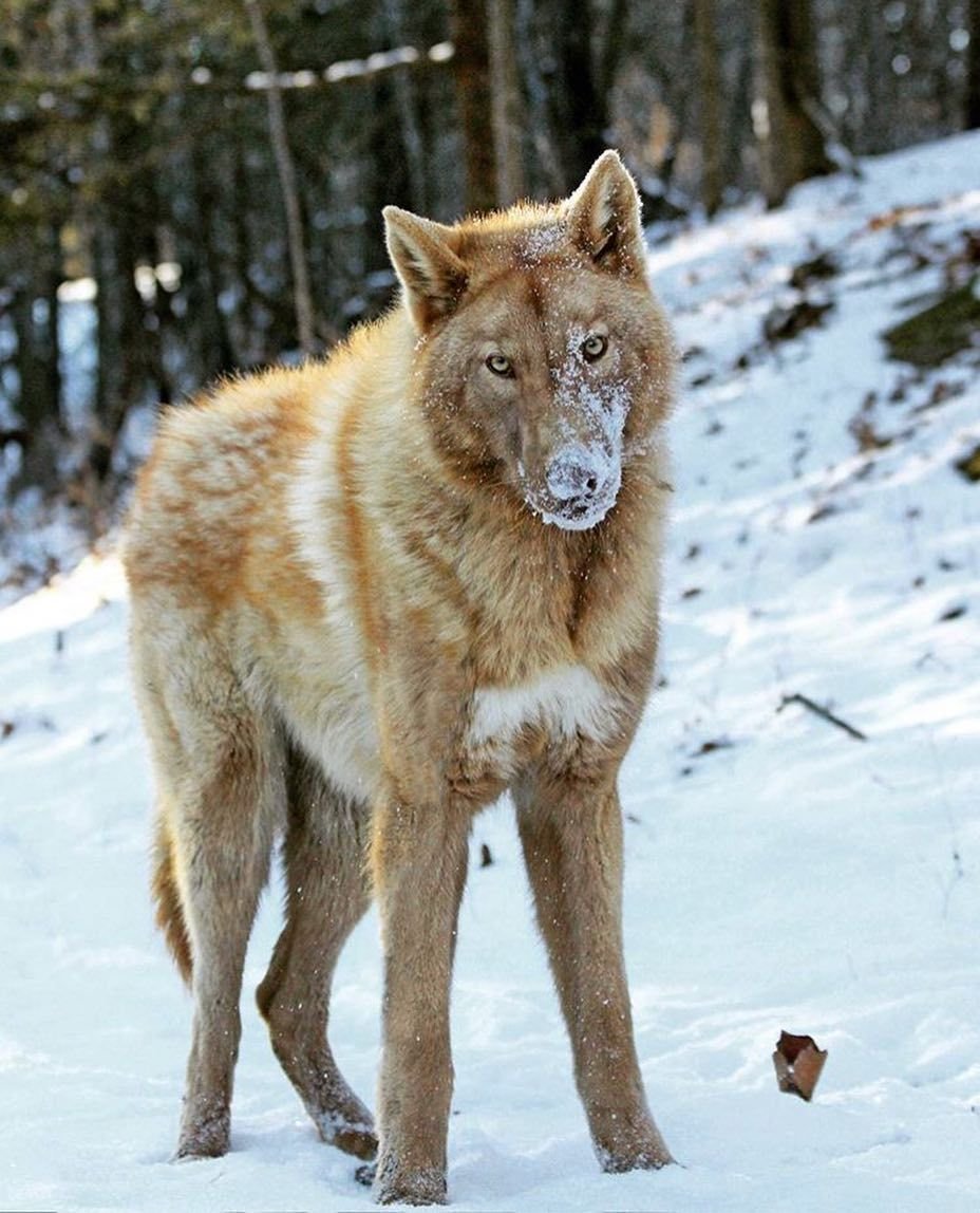 Волкособ рыжий