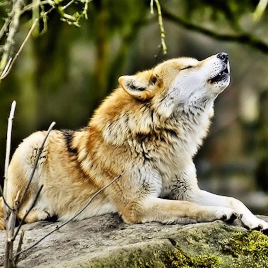 Макензенский волк окрасы