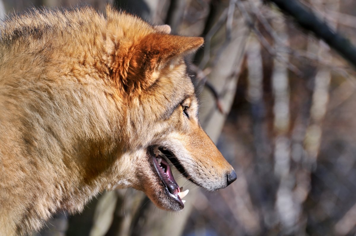 Флоридский рыжий волк
