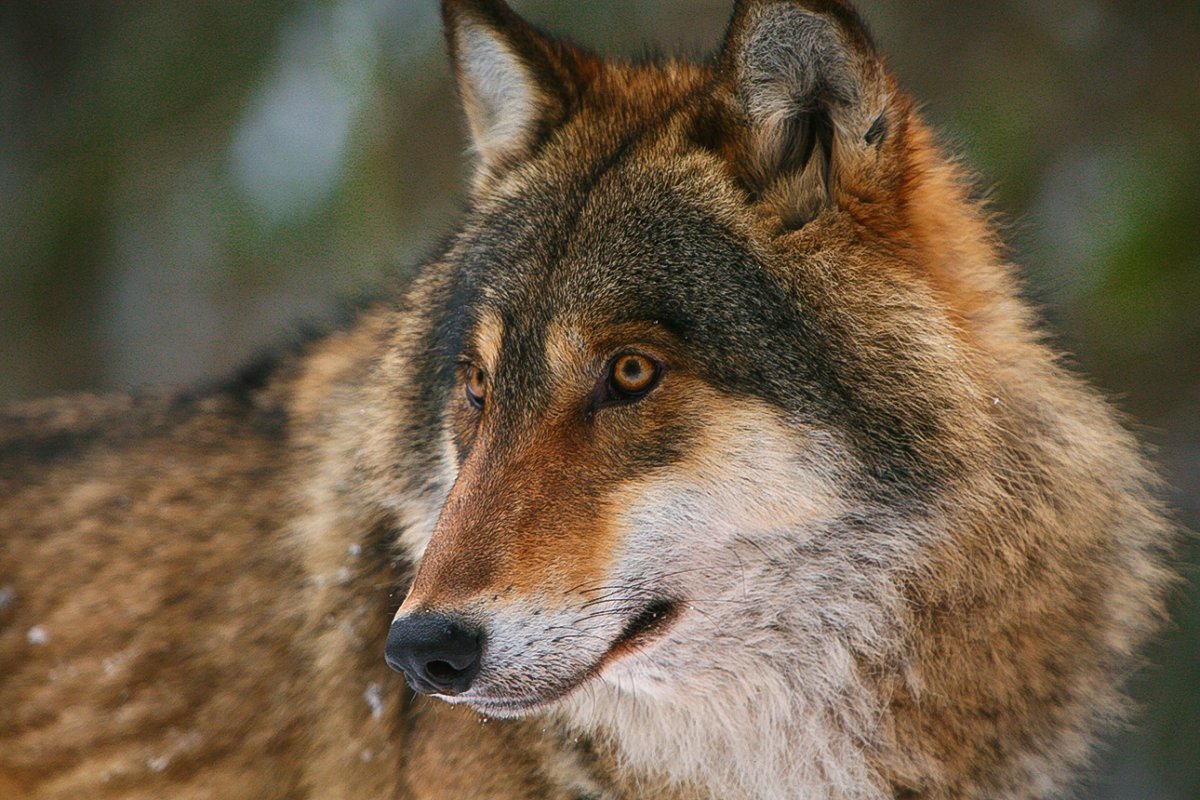 Американский рыжий волк