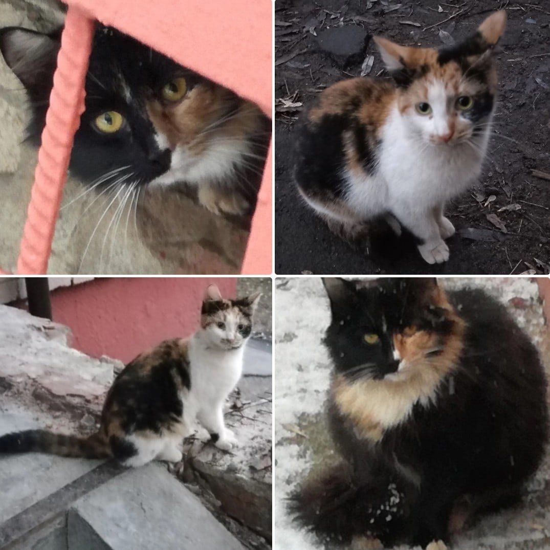 Котик в стойке