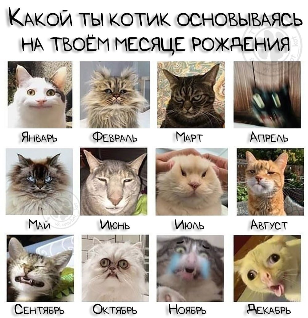 Плюсы и минусы кошек