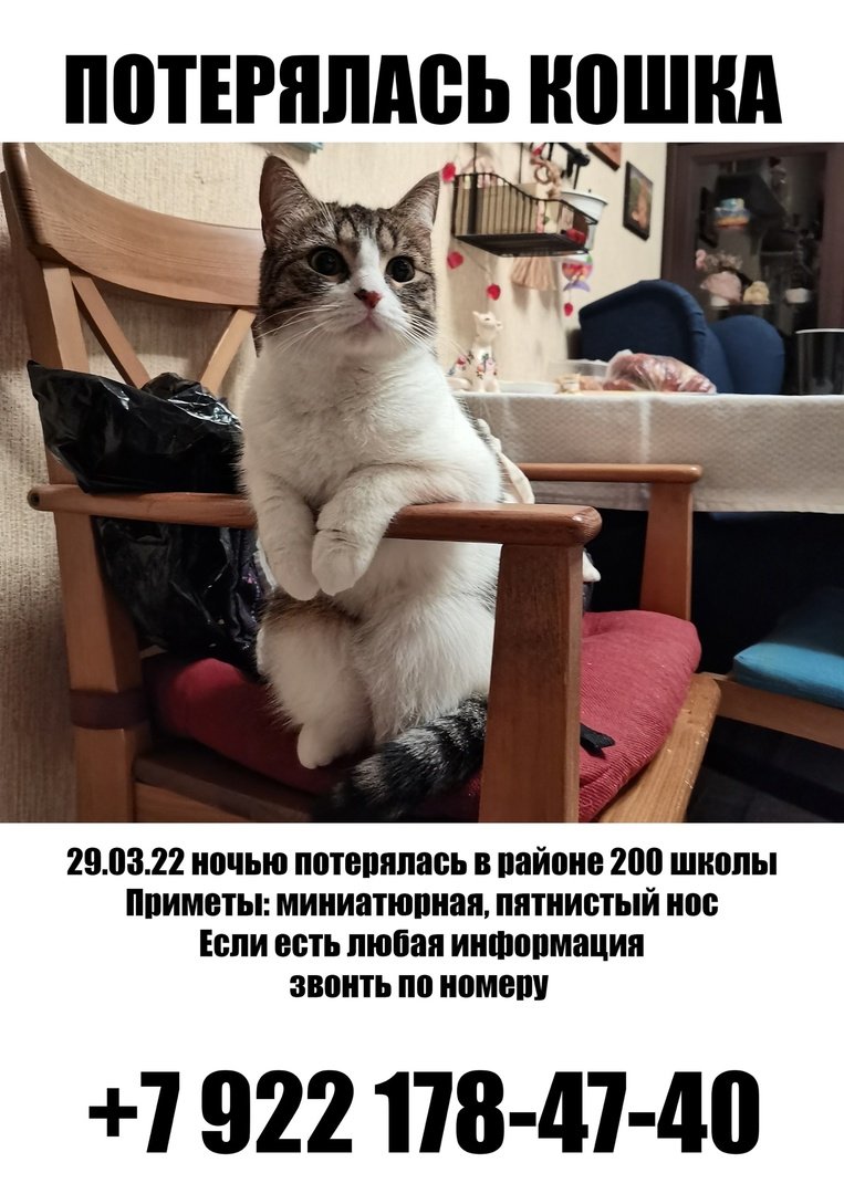 Анатомия котов морда