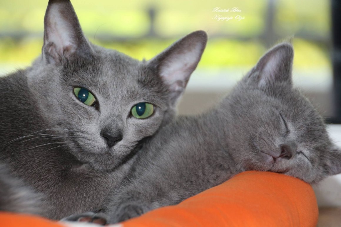 Кошки которые царапаются