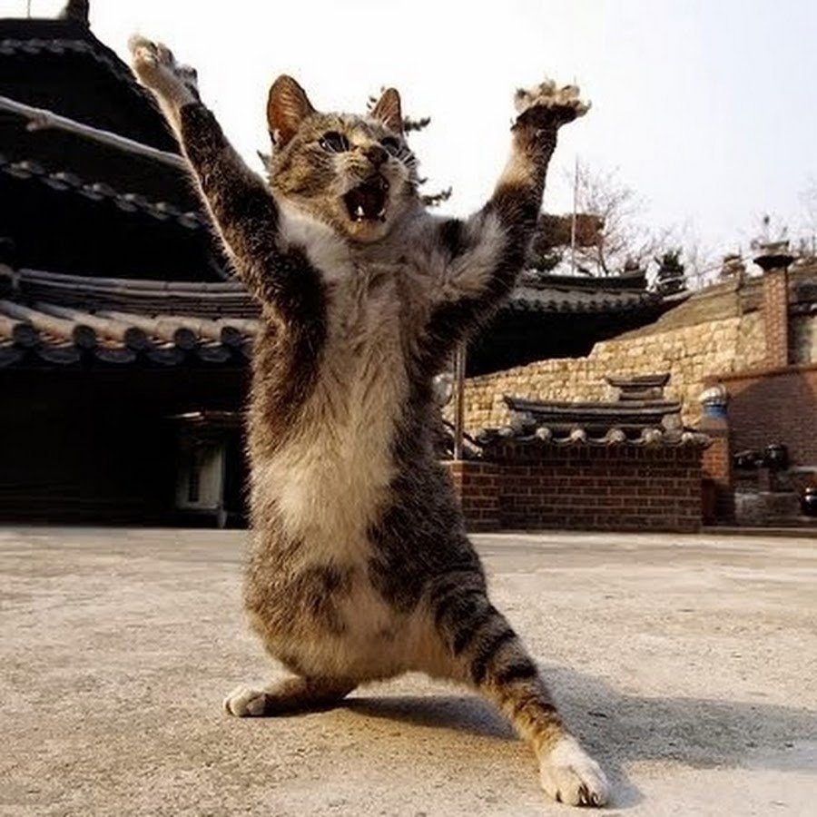 Язык тела кошки хвост