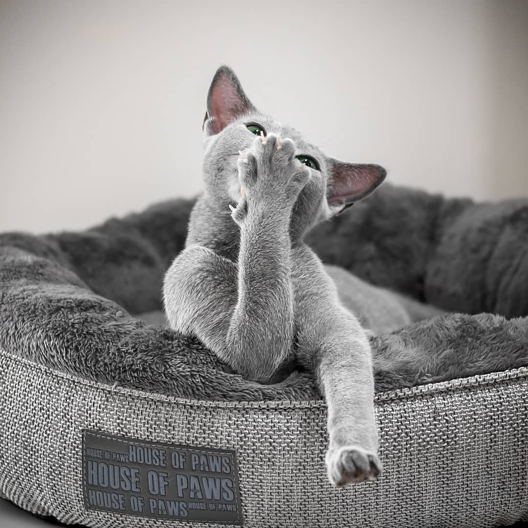 ЭМОДЖИ животные