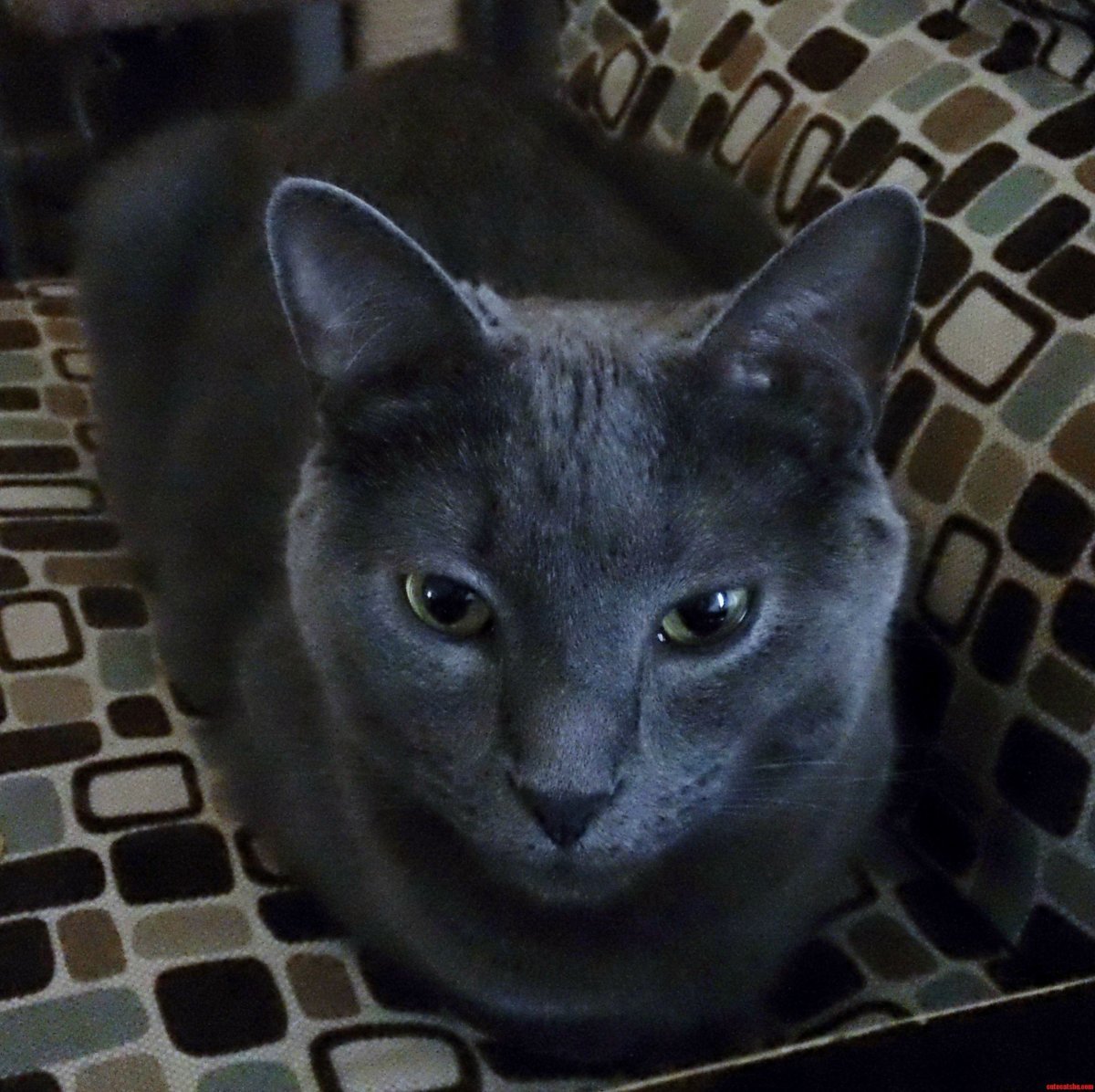 Амурский тигр белый Тигрёнок