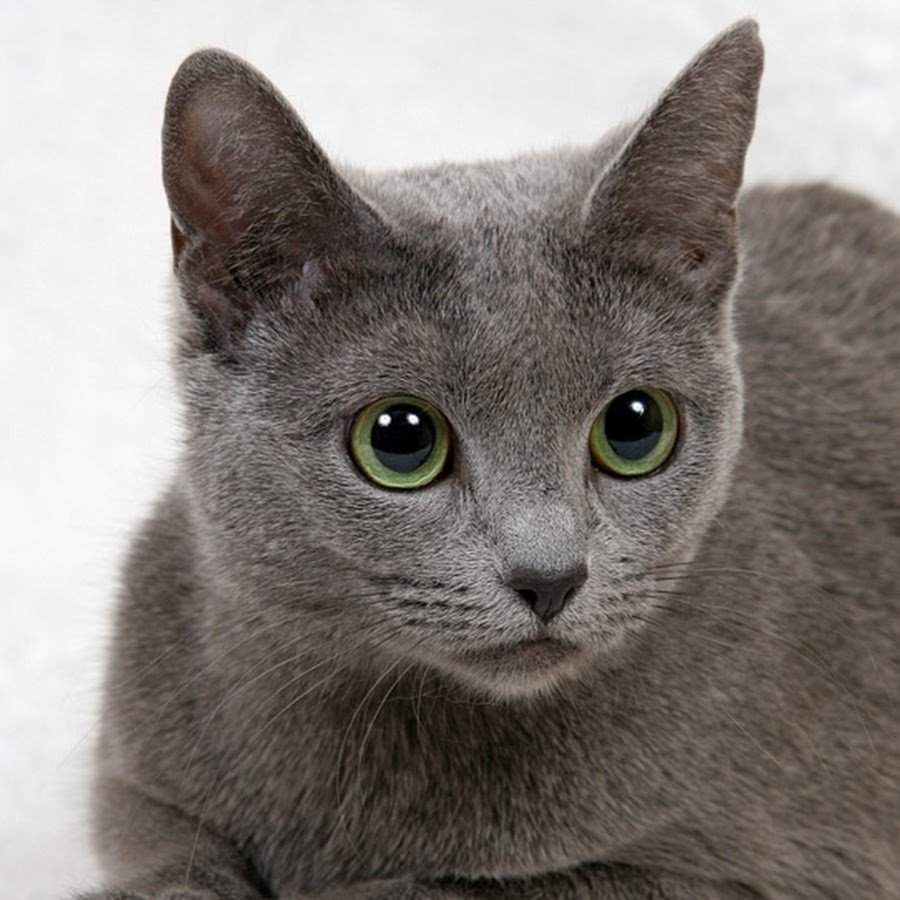 Русская голубая кошка черная