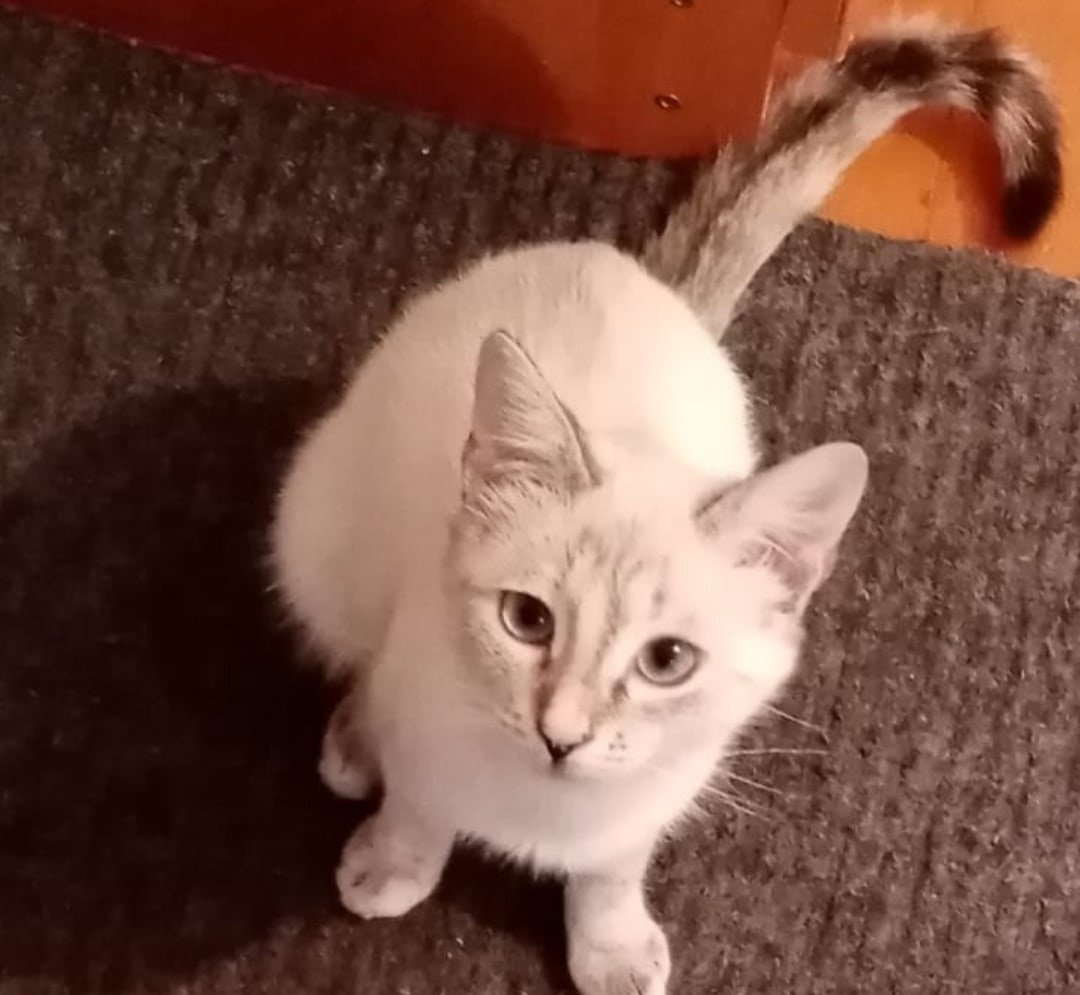 Кошачьи знаки зодиака