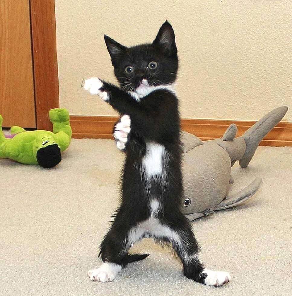 Породы кошек шотландцы и британцы